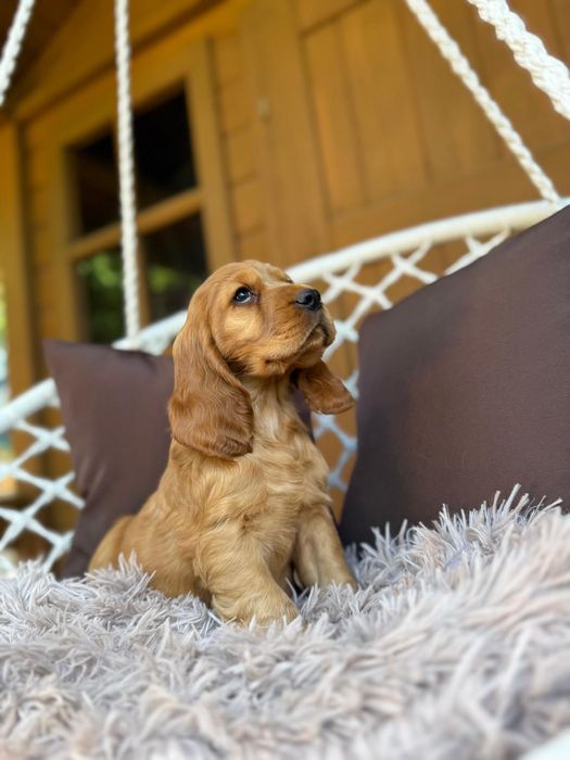 Cocker spaniel angielski Piesek