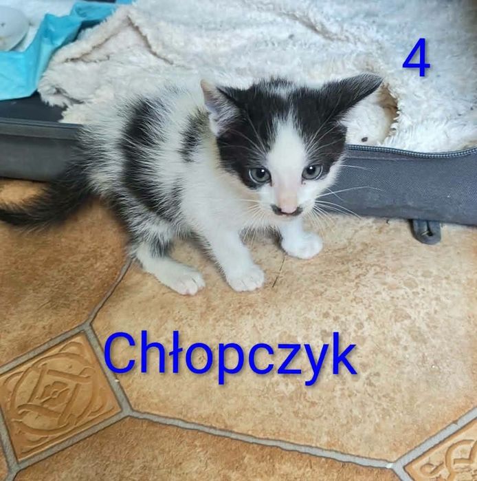 Małe słodziaki szukają domków - do pilnej adopcji