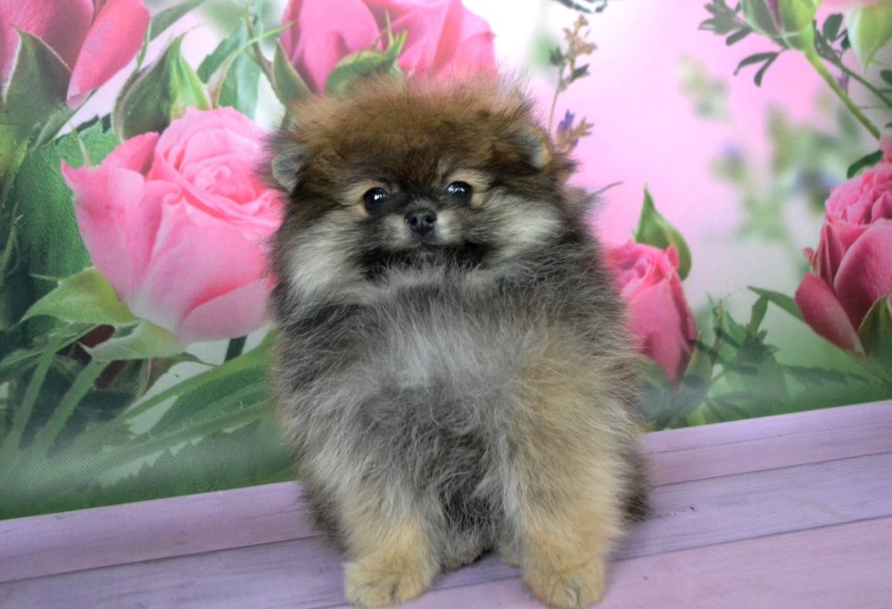 Продам дівчинку померанського шпіца