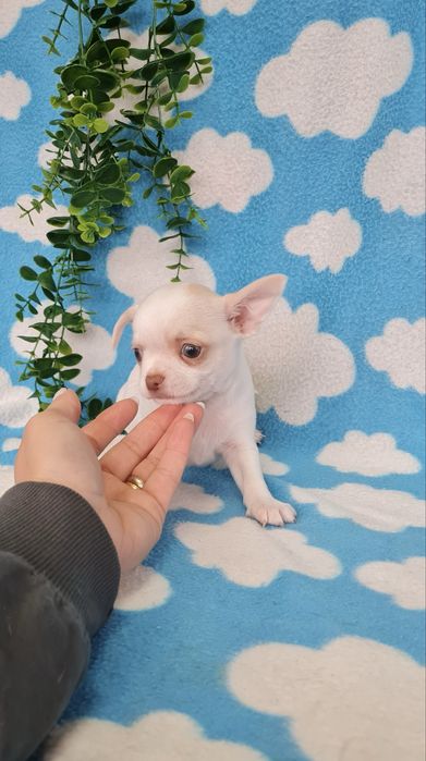 Excelente mini menino Chihuahua/Chiuaua Linhagem Russa,Qualidade
