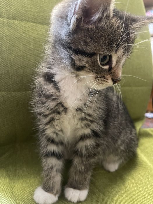 Кошення , миле, добре,грайливе хочетзнайти люблячу сімʼю