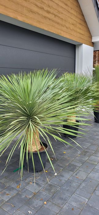 Rośliny egzotyczne.  Palma mrozoodporna.  Rostrata. Fortunei Filifera