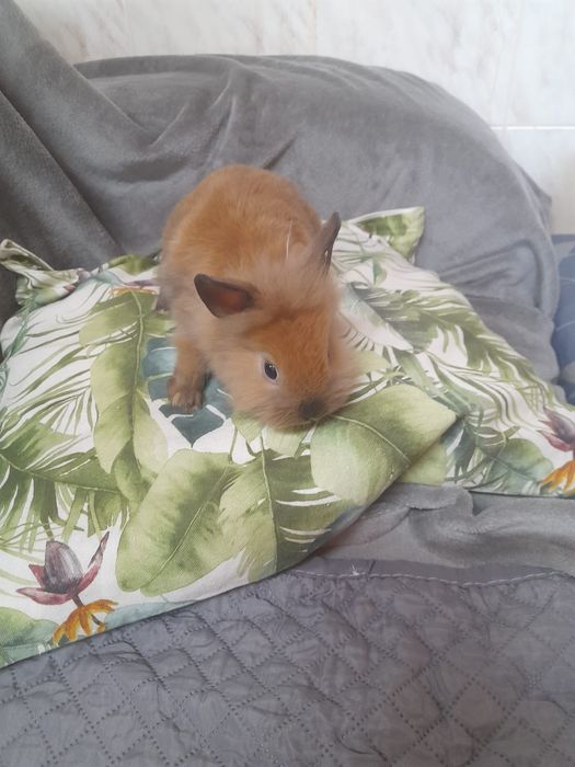 Coelhos anões Lion Head e Hotot