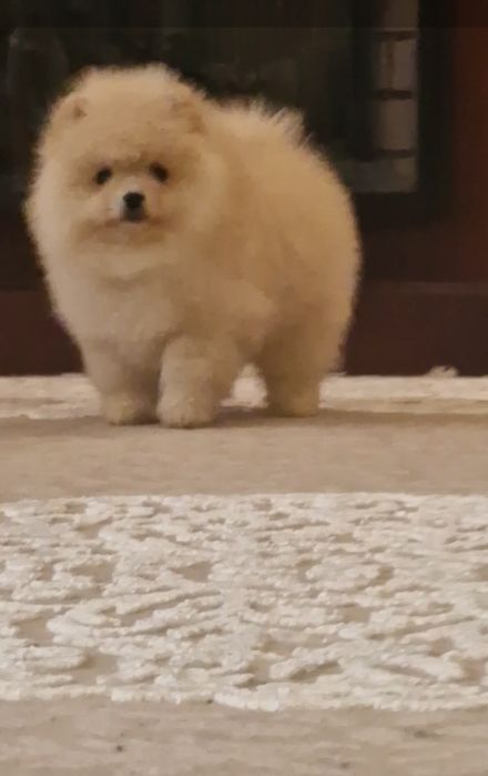 Померанський шпиц  мальчик