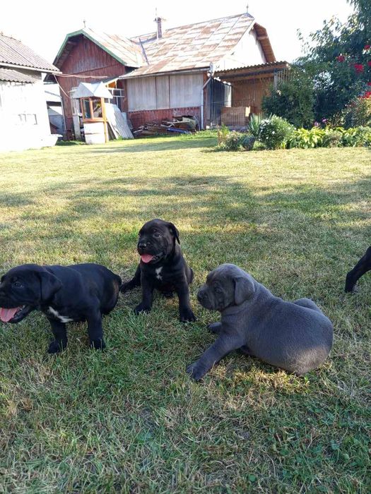 Цуценята Кане корсо