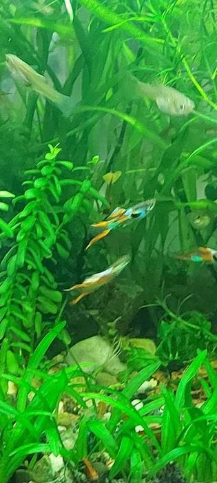 Аквариумные растения, креветки,  гуппи Эндлера
