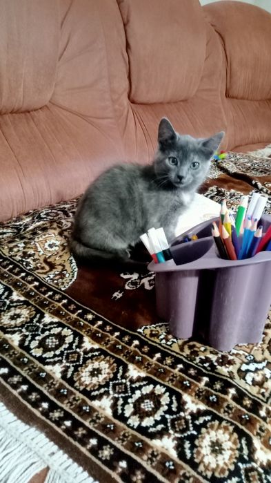 Кошенята безкоштовно