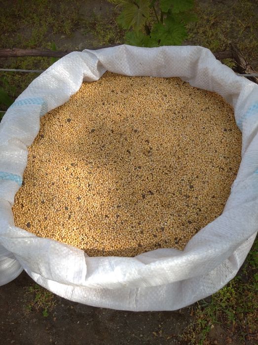 Просо Жовте провіяне