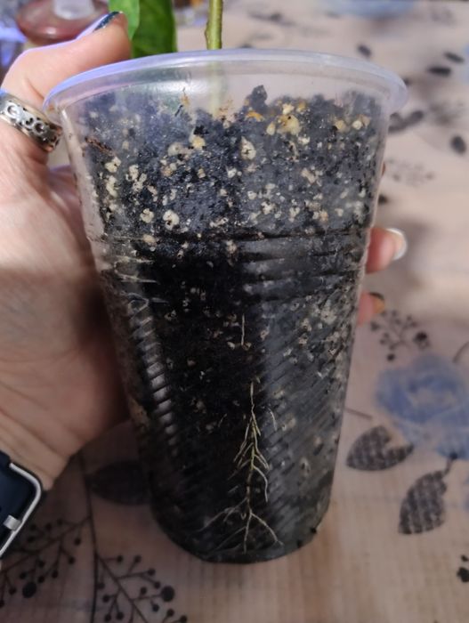 Брунфельсія Австралійська. Brunfelsia australis