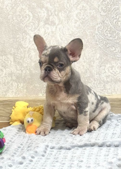 Цвітні французькі бульдоги Топ якість