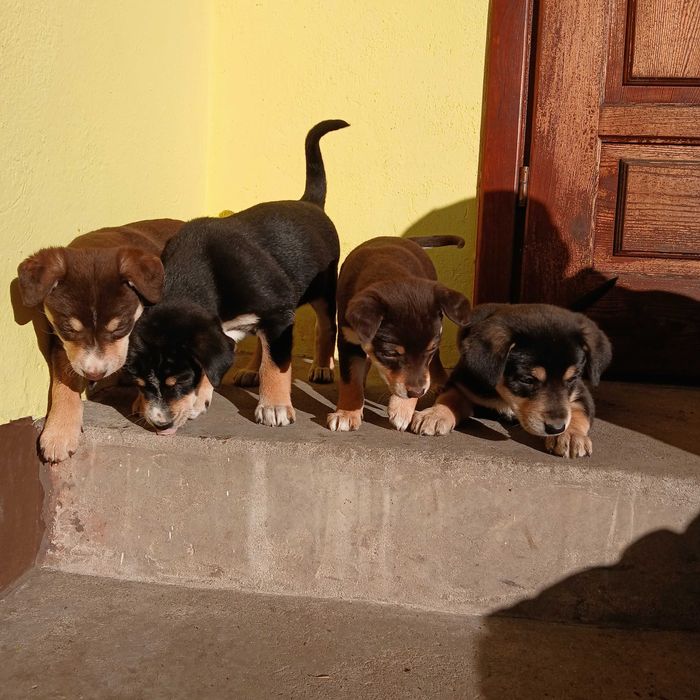 Oddam pieski/ szczenięta w dobre ręce