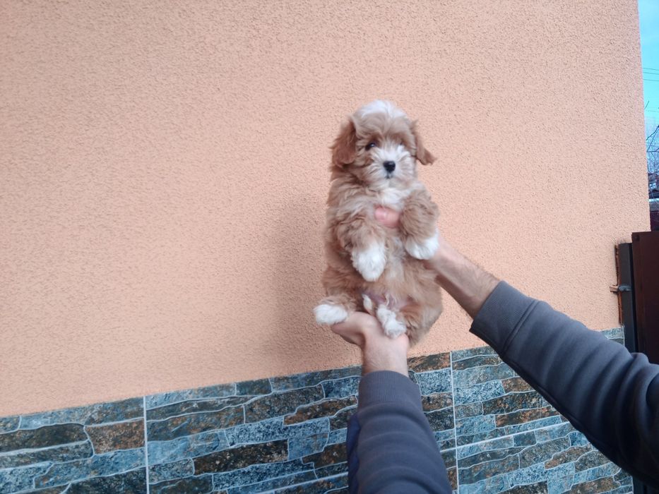 МалЮки! Maltipoo ф1