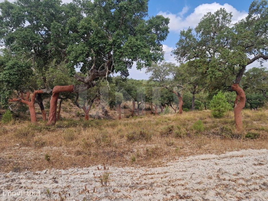 Terreno 14 Hectares Com Sobreiros E Pinheiros
