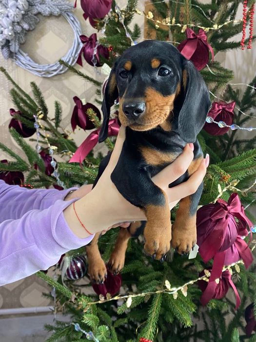 Чистокровна такса