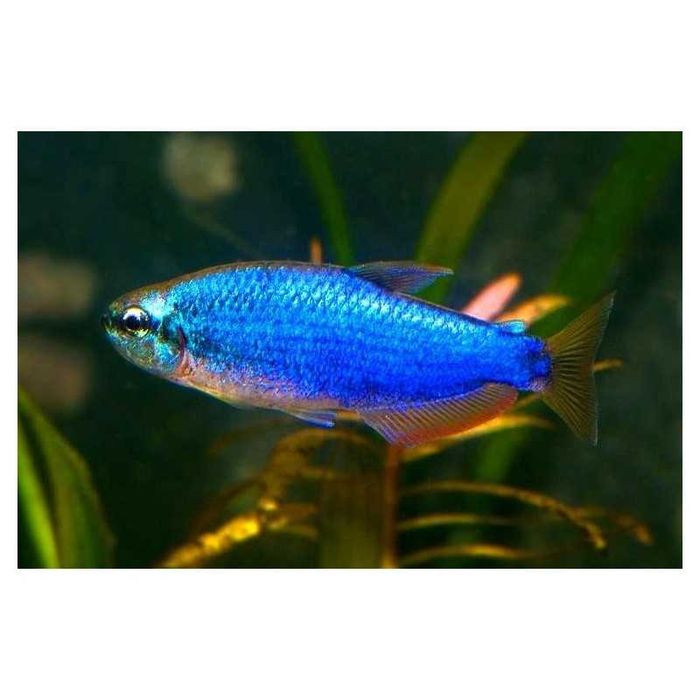 Neon Błękitny - Inpaichthys Kerri
