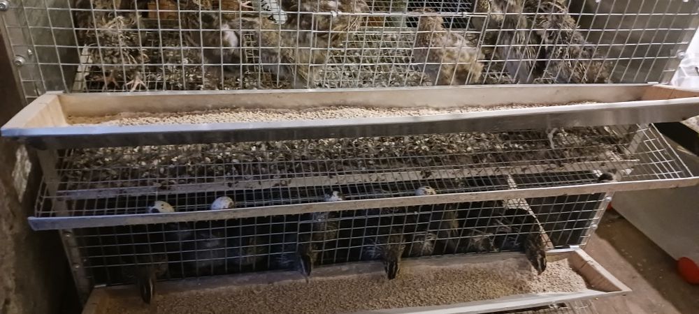 Sprzedam przepiórki dwie klatki 35 szt.