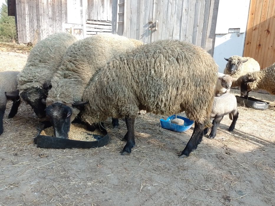 Baran czarnogłówka