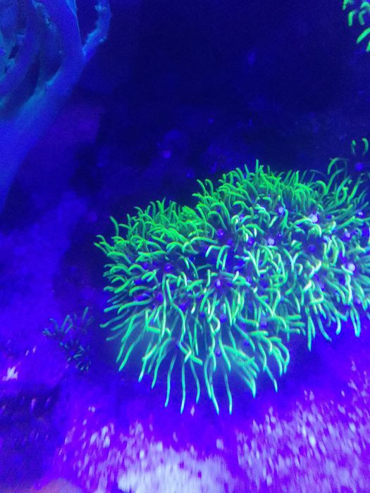 Corais Xénia pulsing coral mole com oferta de frag GSP