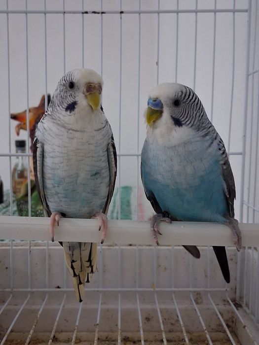 Casalinho de piriquitos asas negras