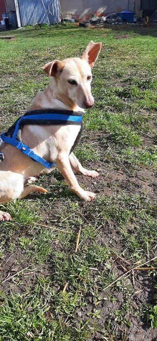 Piękna, mała i łagodna, beżowa sunia