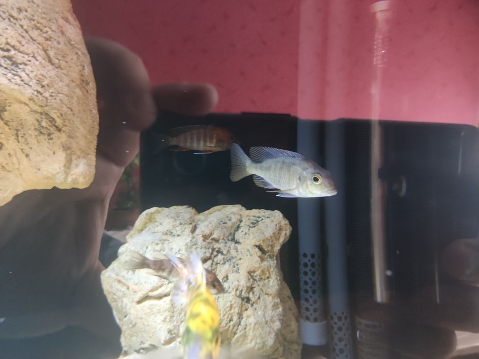 Lethrinops red cap