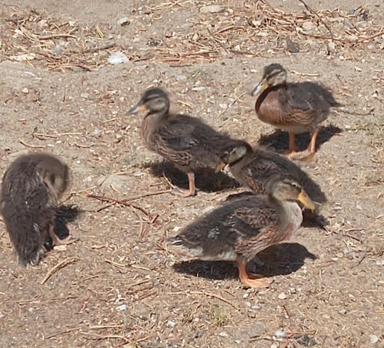 Aves Ornamentais patos reais