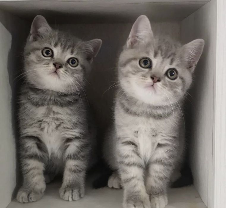 Шикарные котята ждут вас