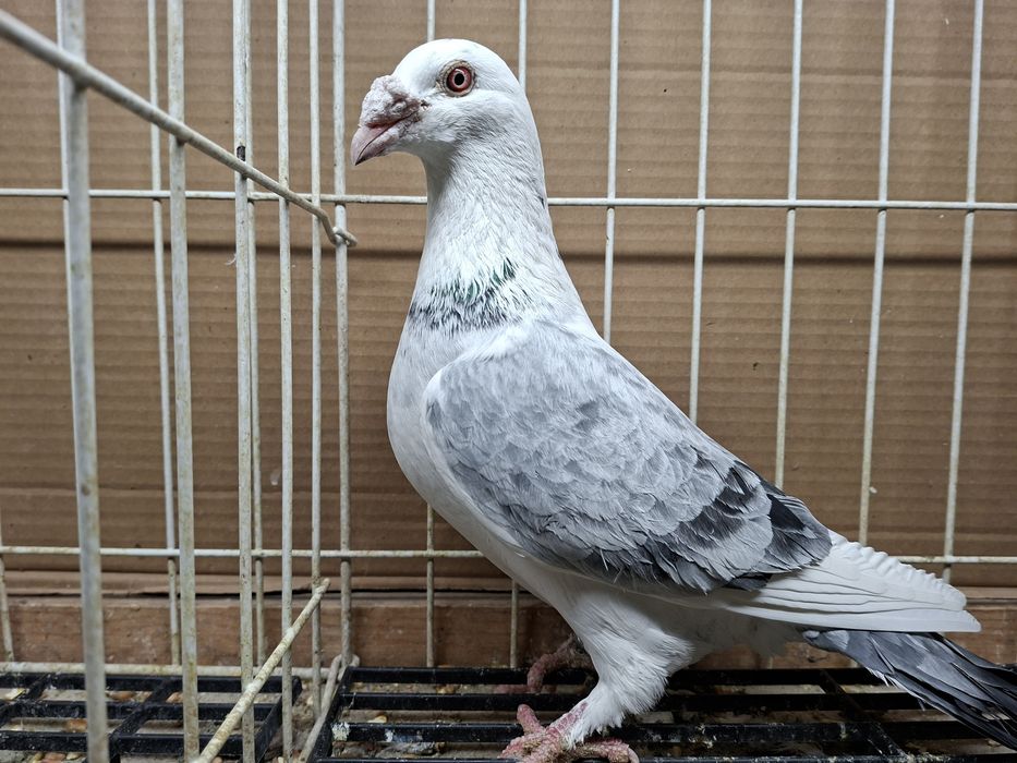 Gołębie Staropolskie