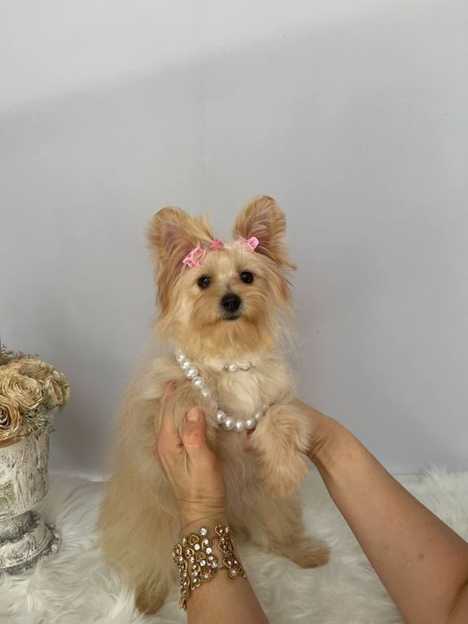 Помапу — Лише 3 дівчинки! Ідеальна можливість