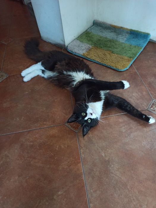 В'язка злучка (случка) кіт Мейн-Кун