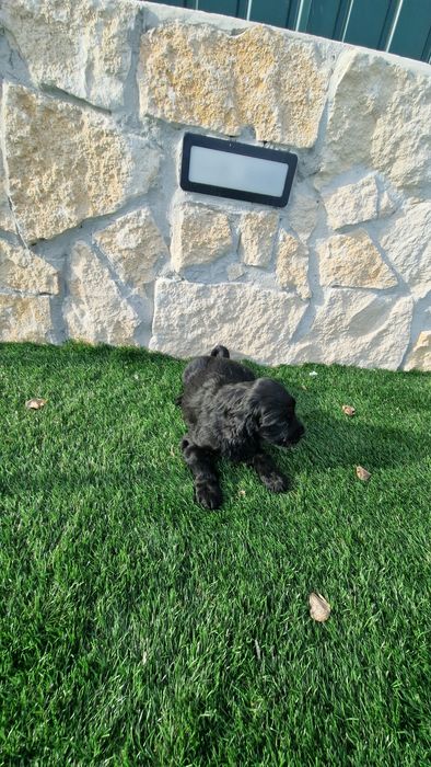 Cocker Spaniel Inglês  Preto