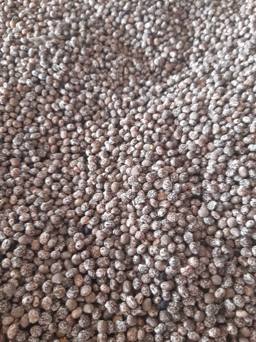 Łubin gorzki sprzedam