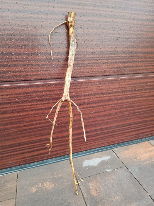 Podłużny, średni naturalny korzeń do akwarium