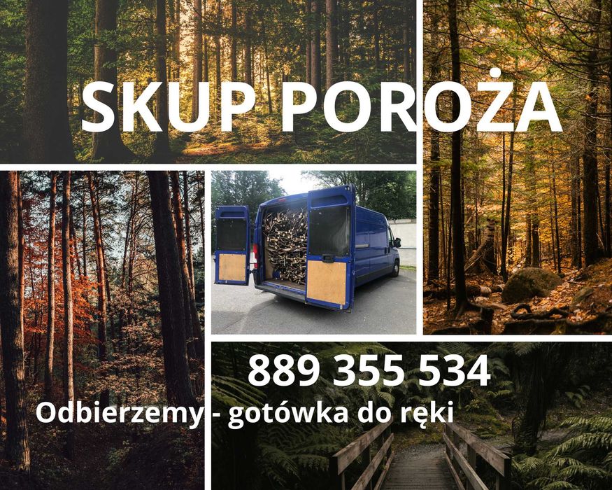 Całe OPOLSKSKIE Skup poroża rogów zrzutów trofea poroży rogi poroże