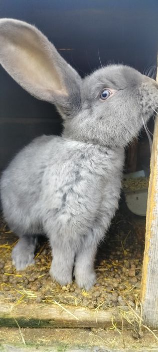 Belg olbrzymie szynszylowaty