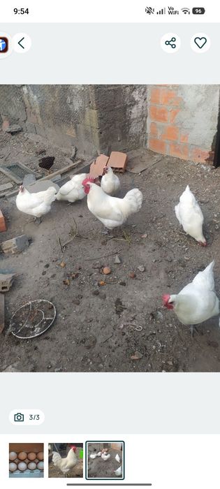 Ovos Galados da raça La Bresse Gauloise