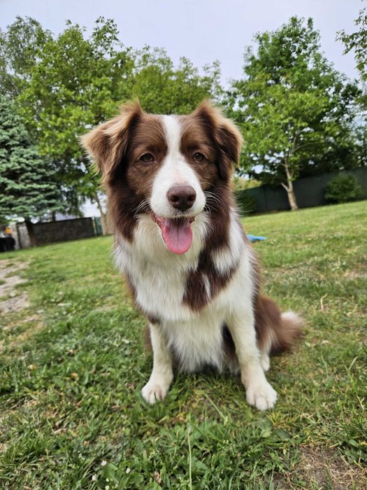 Suczka Border Collie 8 lat do adopcji