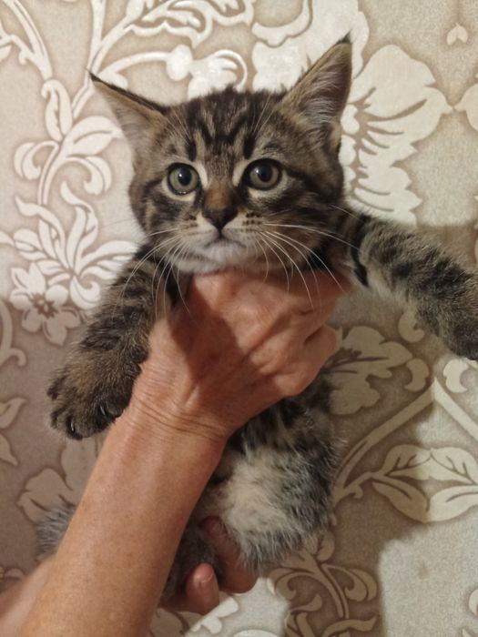 Гарні кошенята безкоштовно