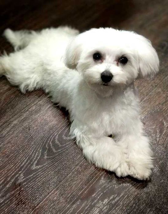 В'язка Мальтійської болонки - кобель.