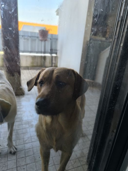 Dou cão filho de mãe labrador pura e pai pastor alemão.