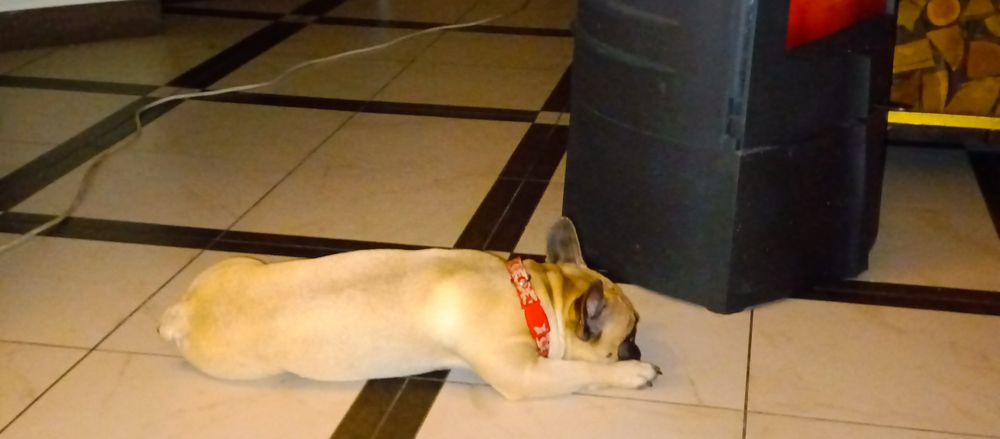 Французький будьдог чекає