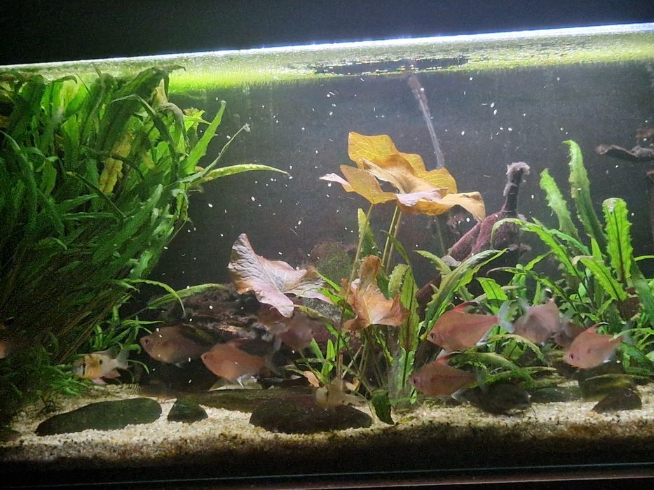 Akwarium 112l 80 x 35 x 40 ze wszystkim