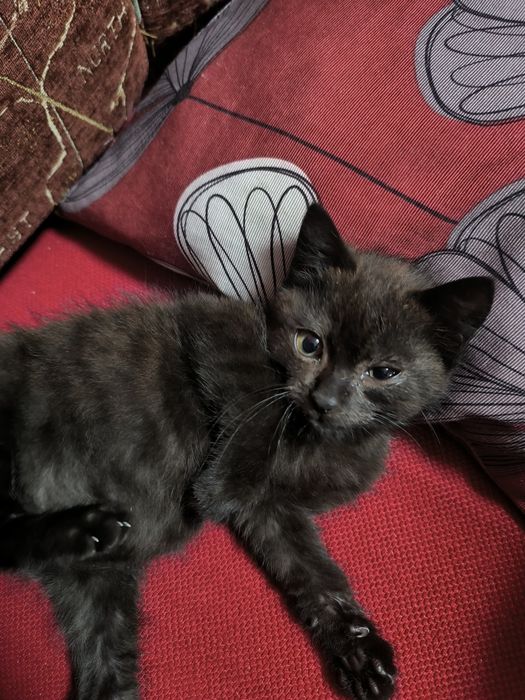 Кошенятко в добрі руки