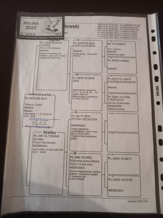 Gołębie pocztowe samice z rozpłodu