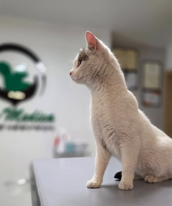 Max i Czaruś dwupak do adopcji