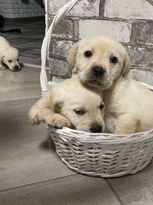 Лабрадор-ретрівер