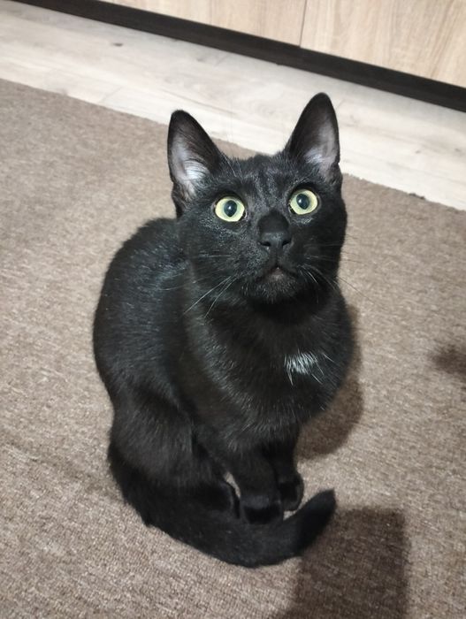 Віддам котика 6 міс. ( кастрований)