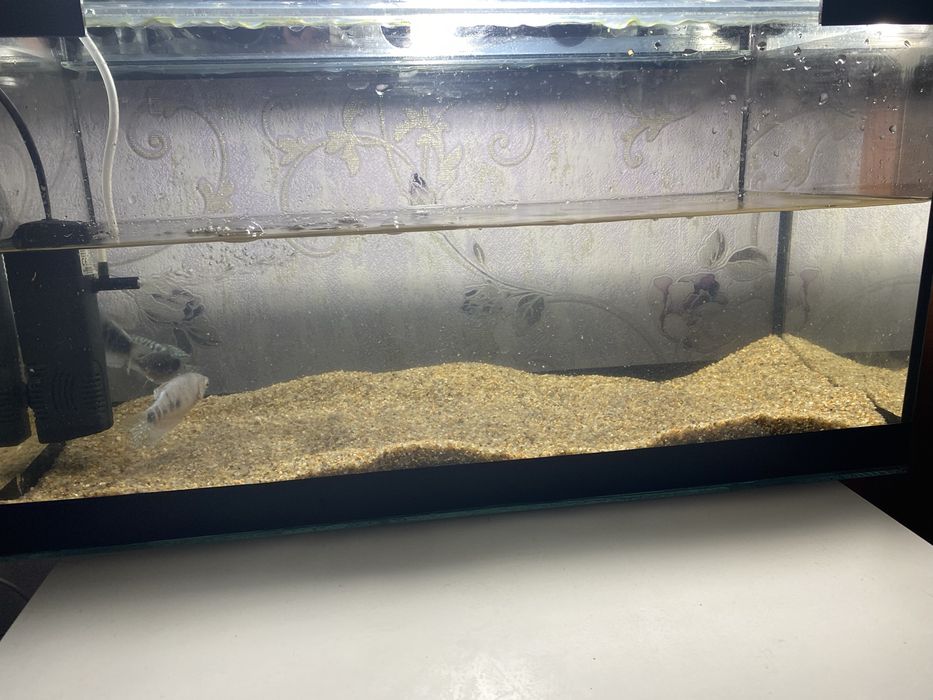 Аквариум 45 литров, со всеми принадлежностями