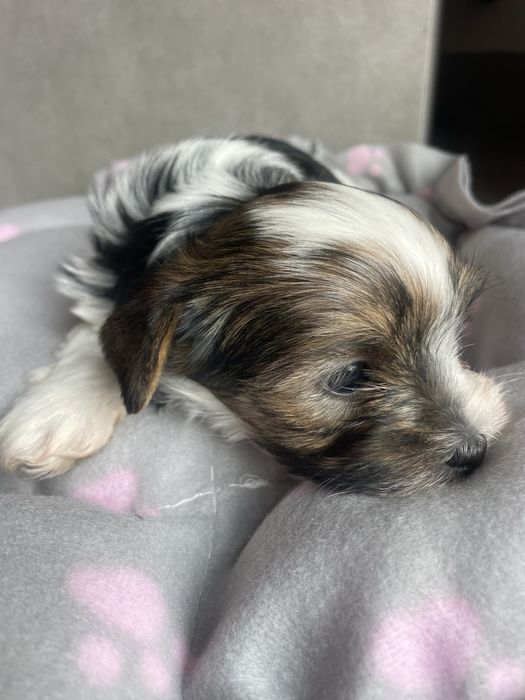 Flapi Tricolor Yorkshire Terrier piesek