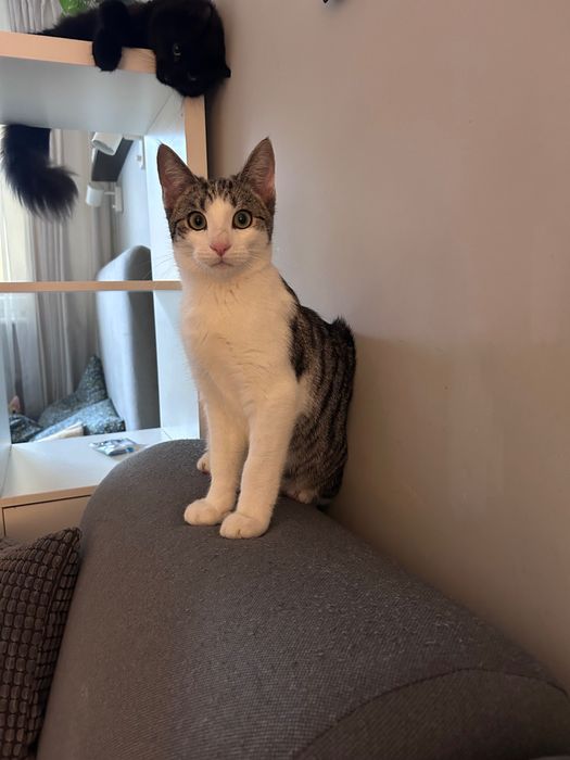 Delikatny Radziu szuka domu